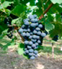 Cabernet-Sauvignon-Traube