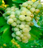 Chardonnay-Traube