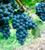 Merlot-Traube