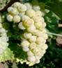 Sauvignon Blanc-Traube